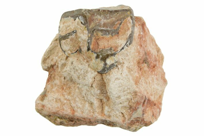 Fossil Horse (Mesohippus) Jaw Section - South Dakota #365234